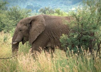 Africa dominates new U.S. travel ban list as Trump expands restrictions – Face2Face Africa