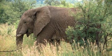 Africa dominates new U.S. travel ban list as Trump expands restrictions – Face2Face Africa