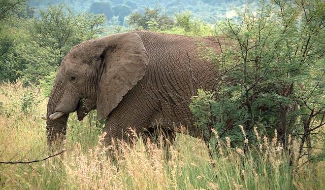 Africa dominates new U.S. travel ban list as Trump expands restrictions – Face2Face Africa