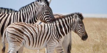 De’Longhi Group has been included in the STOXX Europe 600 Index – Comunicaffe International