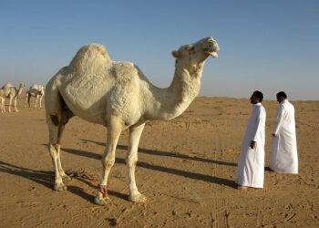 Saudi Arabia vs Comoros: Arab Cup clash – africanews.com