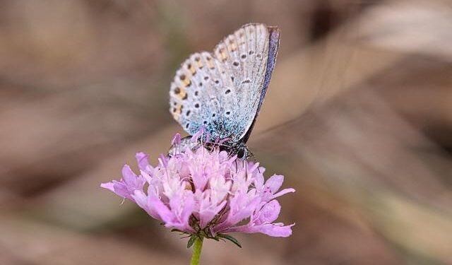 Minister Ali Omar: Somaliland is part of Somalia, direct talks under way – Doha News | Qatar