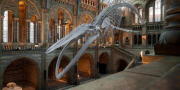 Libya National Museum reopens after 14 years, taking visitors back through country’s layered past – Türkiye Today