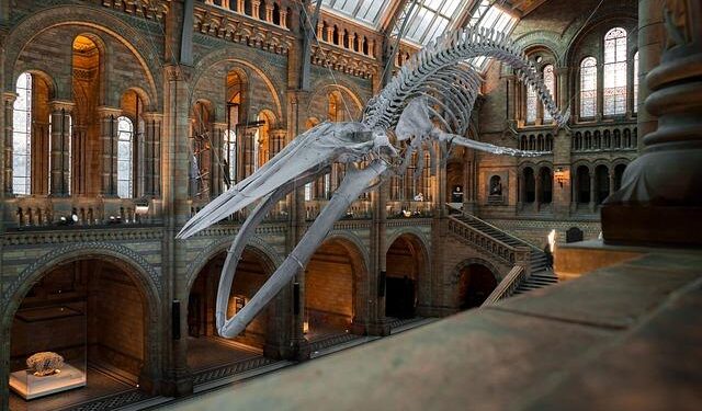 Libya National Museum reopens after 14 years, taking visitors back through country’s layered past – Türkiye Today