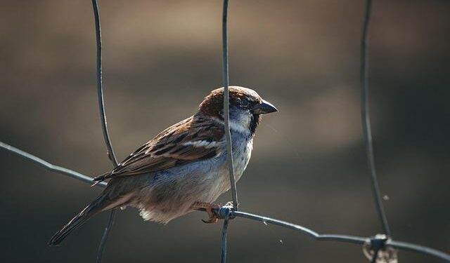 Estonia, Czechia Drop Opposition to Revised Minimum Tax Deal (1) – news.bloombergtax.com