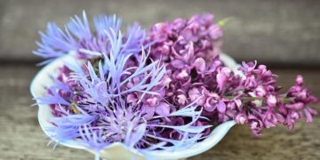 Wonder Food Hall Coming to Roxborough’s Andorra Shopping Center in 2026 – PHILADELPHIA.Today