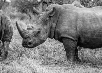 From the Horn of Africa to Gaza? Washington Courts Ethiopia for Force Deployment – Palestine Chronicle