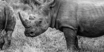 From the Horn of Africa to Gaza? Washington Courts Ethiopia for Force Deployment – Palestine Chronicle