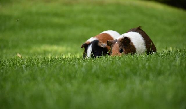Top UN court rejects request by Equatorial Guinea to return seized Paris mansion – africanews.com