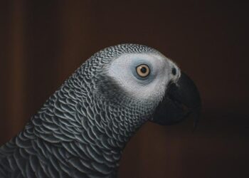 DR Congo president disputes M23 rebel withdrawal from Uvira – Yeni Safak English