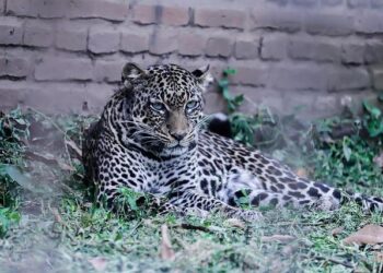 Parolin in Burundi: For the common good, so everyone may live with dignity – Vatican News