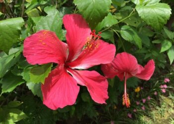 Tonga Poised to Be the First Country to Recognize Rights of Whales – Inside Climate News