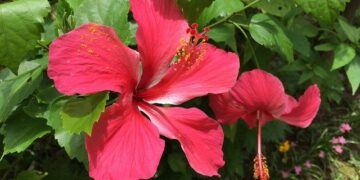 Tonga Poised to Be the First Country to Recognize Rights of Whales – Inside Climate News