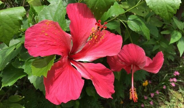 Tonga Poised to Be the First Country to Recognize Rights of Whales – Inside Climate News