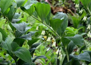 Papatura: A Real Gem in the Solomon Islands – Diving, Reefs & a True Off-Grid Adventure – Divernet