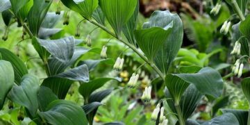 Papatura: A Real Gem in the Solomon Islands – Diving, Reefs & a True Off-Grid Adventure – Divernet