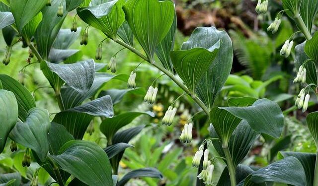 Papatura: A Real Gem in the Solomon Islands – Diving, Reefs & a True Off-Grid Adventure – Divernet