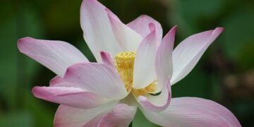 Tahiti’s Team OPT wins 2025 Molokai Hoe – Aloha State Daily