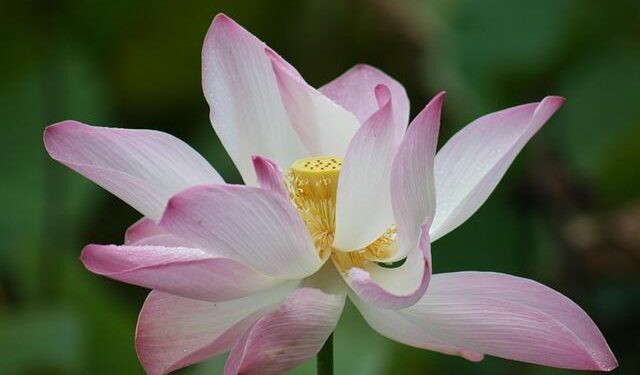 Tahiti’s Team OPT wins 2025 Molokai Hoe – Aloha State Daily