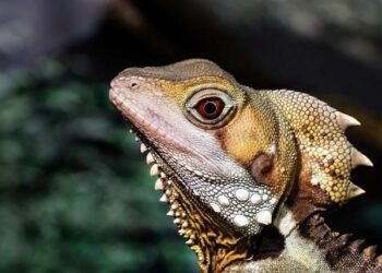 Australia Invites Israeli President Herzog for Official Visit – U.S. News & World Report