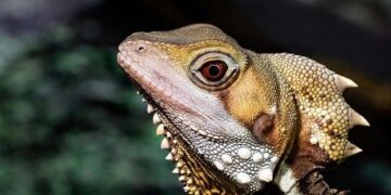 Australia Invites Israeli President Herzog for Official Visit – U.S. News & World Report