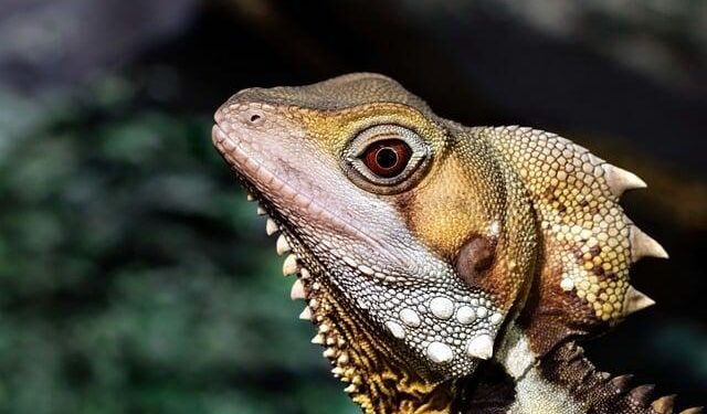 Australia Invites Israeli President Herzog for Official Visit – U.S. News & World Report