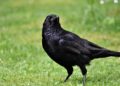 Rumor that city in Sweden trained crows to pick up cigarette butts is for the birds – Snopes.com