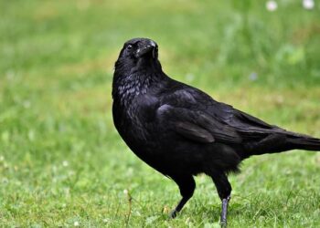Rumor that city in Sweden trained crows to pick up cigarette butts is for the birds – Snopes.com