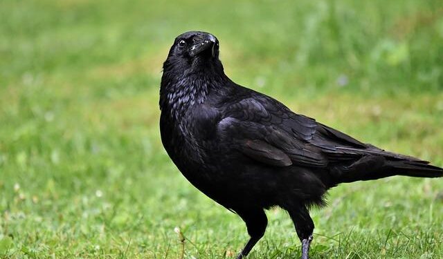 Rumor that city in Sweden trained crows to pick up cigarette butts is for the birds – Snopes.com