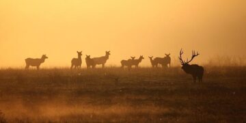 Bull Shark 26-1 Wrap-Up – United States Africa Command (.mil)