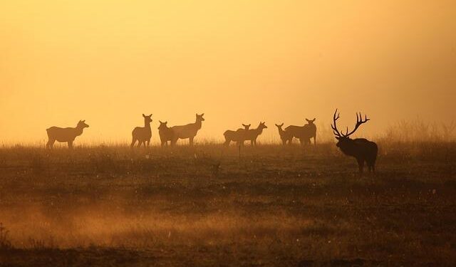 Bull Shark 26-1 Wrap-Up – United States Africa Command (.mil)