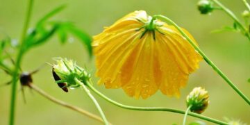 Sierra Leone and Nigeria Converged For Love at Rima & Dejjy’s Vibrant White Wedding – BellaNaija