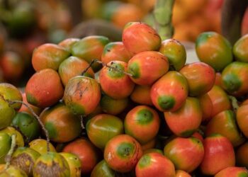 Global Indigenous Leaders Gather in Namibia to Preserve Culture and Biodiversity – UNESCO