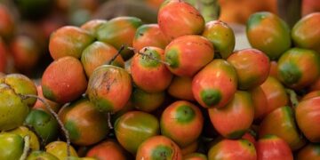 Global Indigenous Leaders Gather in Namibia to Preserve Culture and Biodiversity – UNESCO