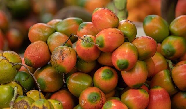 Global Indigenous Leaders Gather in Namibia to Preserve Culture and Biodiversity – UNESCO