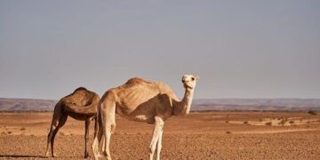 Morocco on Alert Till Sunday Due to Heavy Rain, Snowfall, Cold Weather – Morocco World News