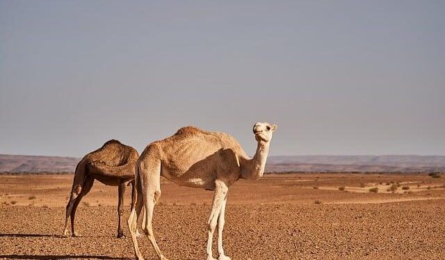 Morocco on Alert Till Sunday Due to Heavy Rain, Snowfall, Cold Weather – Morocco World News