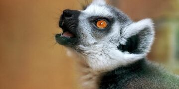 Lemurs, Lock-offs, and Learning on the Fly: How We Pioneered a Big Wall in Madagascar – Climbing Magazine