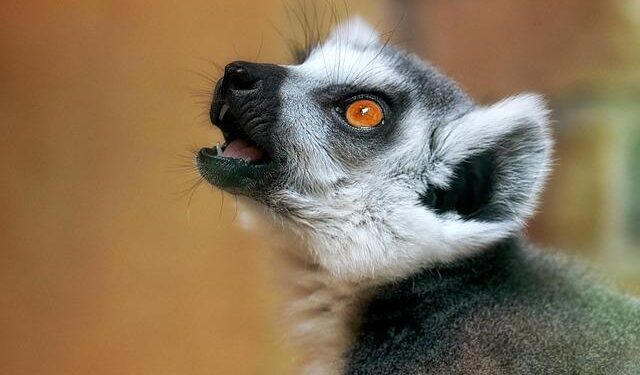 Lemurs, Lock-offs, and Learning on the Fly: How We Pioneered a Big Wall in Madagascar – Climbing Magazine