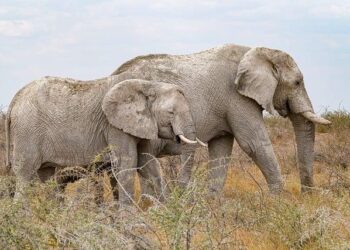 Ivory Coast iGaming Market Research Report – iGamingToday.com