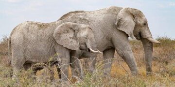 Ivory Coast iGaming Market Research Report – iGamingToday.com