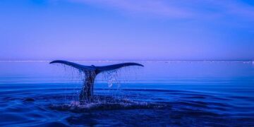 FALQs: What Rules Govern the Grindadráp (Whale Hunt) in the Faroe Islands? – The Library of Congress (.gov)