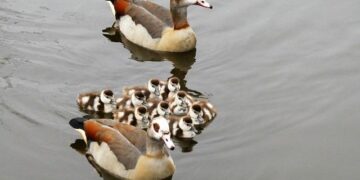 The forgotten Egyptian queen who dared use forbidden ‘magic’ to make herself pharaoh – National Geographic