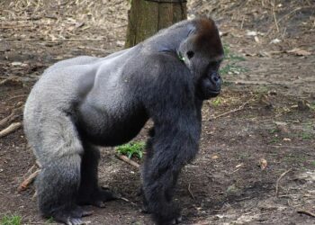 AFCON 2025 : Benin and Botswana Confirmed Lineups – Africa Top Sports