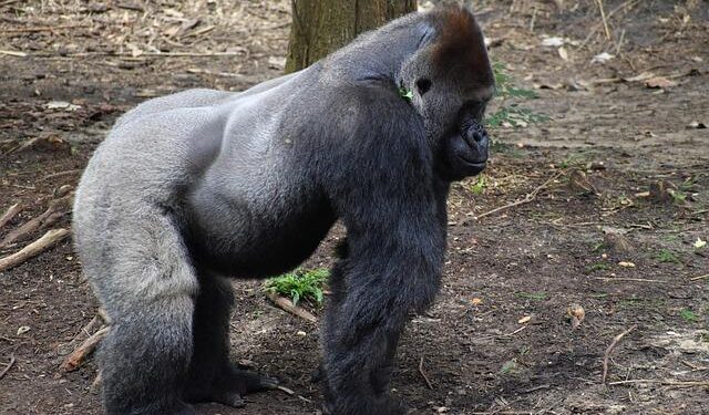 AFCON 2025 : Benin and Botswana Confirmed Lineups – Africa Top Sports