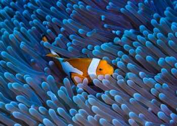 New $95M undersea cable project will link the Micronesian islands – Hawaii Public Radio