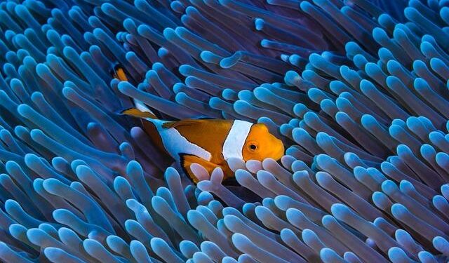 New $95M undersea cable project will link the Micronesian islands – Hawaii Public Radio