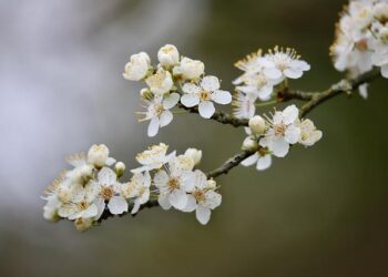 Hage scores in OT, Canada squeaks by Latvia 2-1 at world junior hockey championship – Yahoo Sports Canada