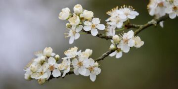 Hage scores in OT, Canada squeaks by Latvia 2-1 at world junior hockey championship – Yahoo Sports Canada