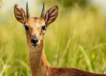 Uganda to receive up to $1.7 billion of US funding under Trump health plan – Reuters